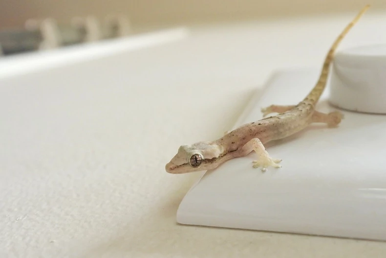 Comment se débarrasser des geckos ? Par ChameleonsEye - ShutterStock Comment se débarrasser des geckos ?